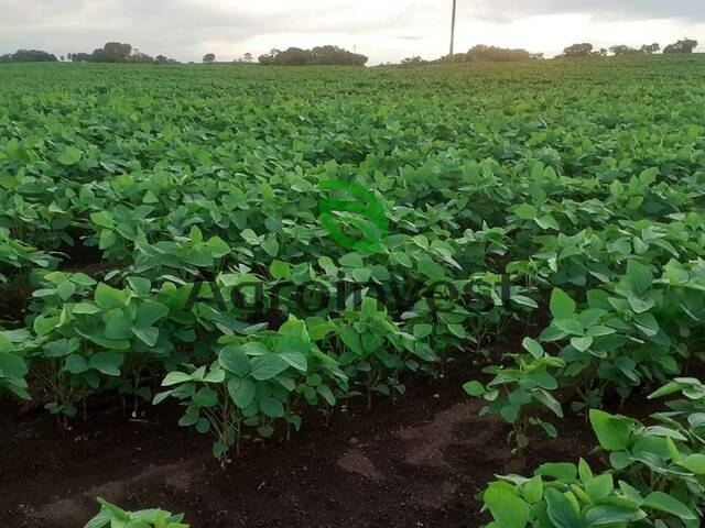 #773 - Fazenda para Venda em Doverlândia - GO - 3