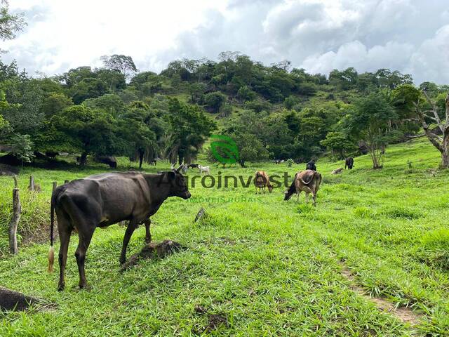 Chácara para Venda em Uruana - 5