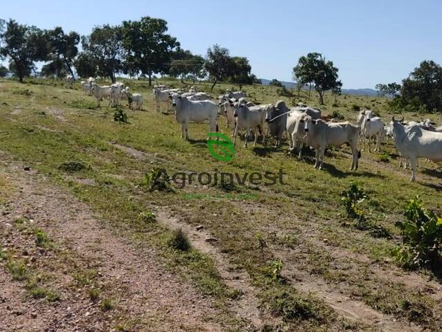 #828 - Fazenda para Venda em Faina - GO - 2