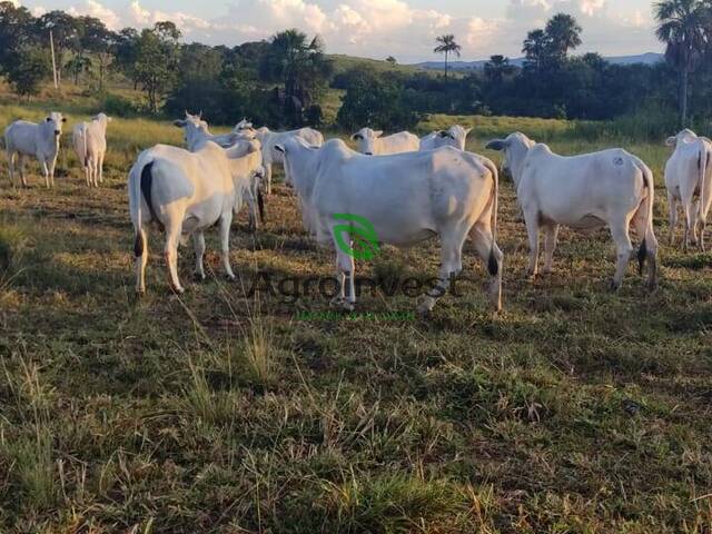 Venda em Zona Rural - Faina