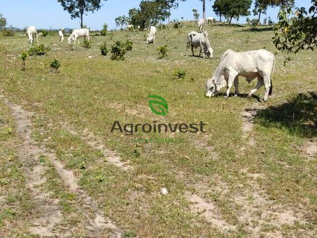 #828 - Fazenda para Venda em Faina - GO - 3