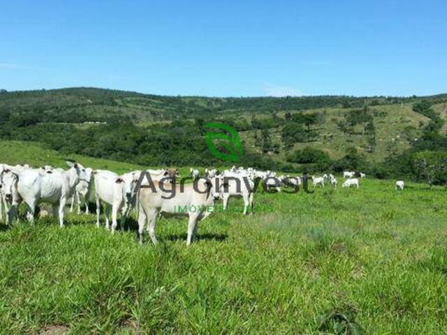 #891 - Fazenda para Venda em Ipameri - GO - 2