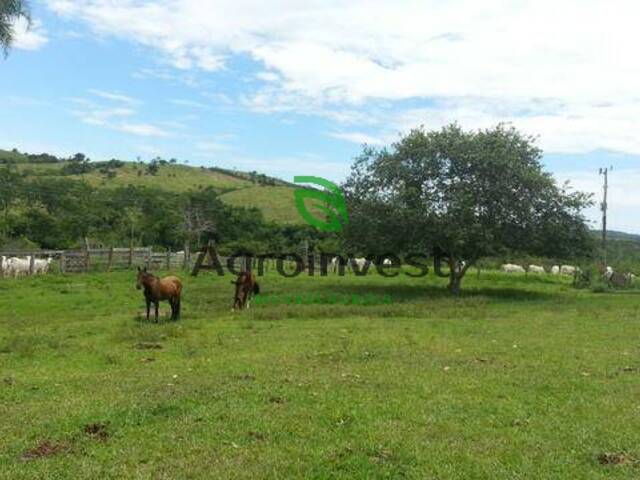 #891 - Fazenda para Venda em Ipameri - GO - 3