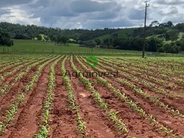 Venda em Zona Rural - Petrolina de Goiás