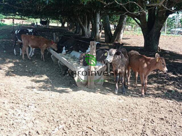 Sítio para Venda em São Miguel do Passa Quatro - 4