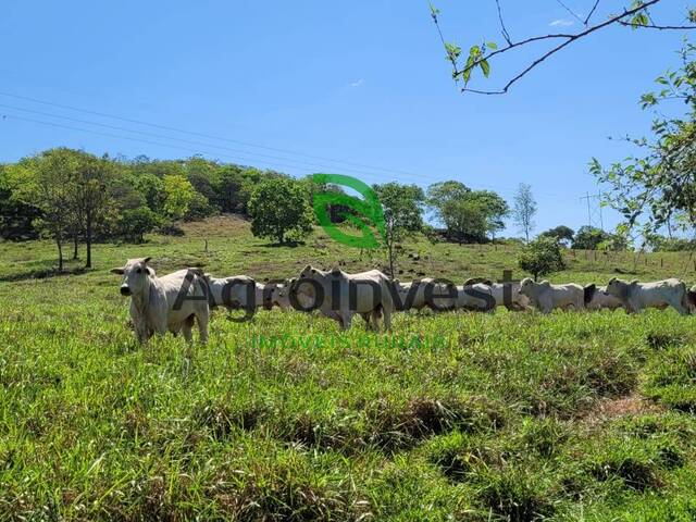 Venda em Zona Rural - Santa Cruz de Goiás