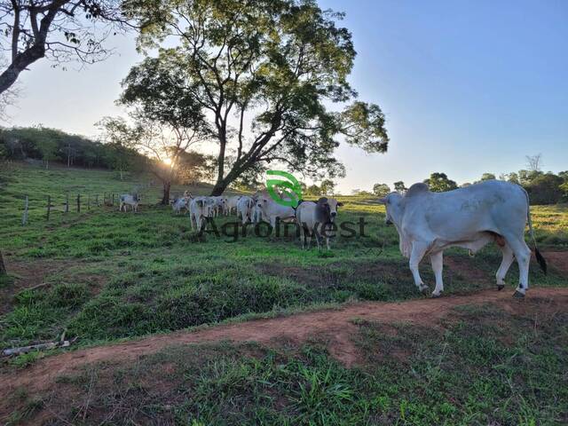 Fazenda para Venda em Santa Cruz de Goiás - 5