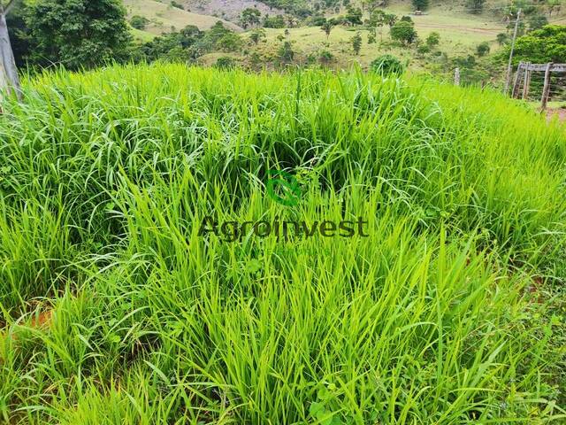 #1049 - Fazenda para Venda em Niquelândia - GO - 3