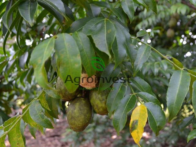 Chácara para Venda em Goianira - 5