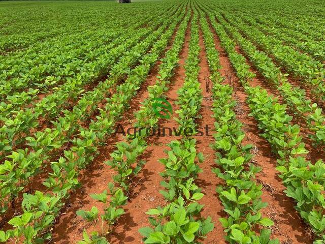 #1199 - Fazenda para Venda em Campinápolis - MT - 3