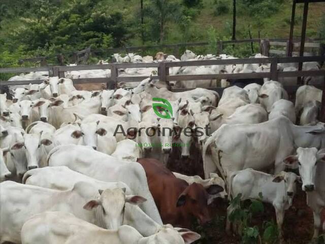 #1203 - Fazenda para Venda em Planaltina - DF - 2