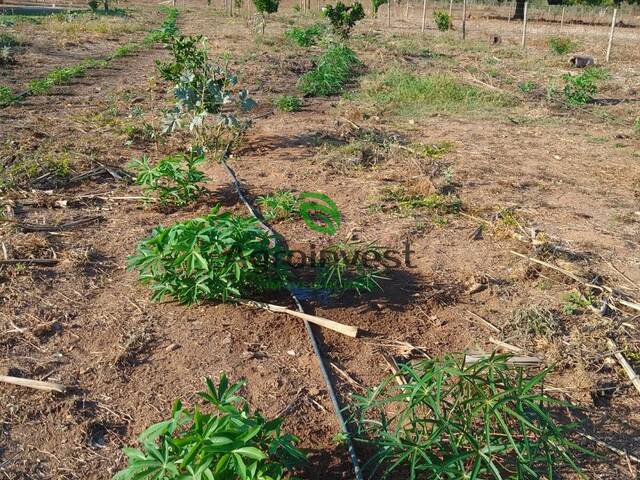 Fazenda para Venda em Arinos - 5