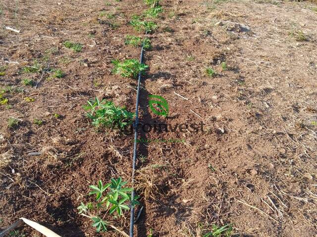 Fazenda para Venda em Arinos - 4