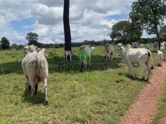 #1233 - Fazenda para Venda em Nova Crixás - GO