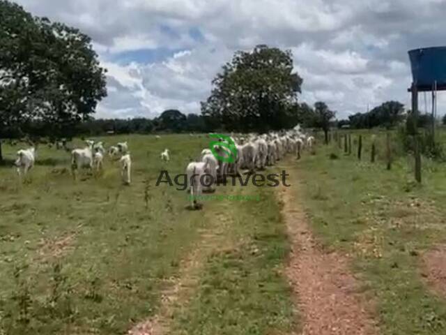 #1233 - Fazenda para Venda em Nova Crixás - GO