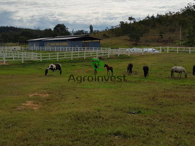 Haras para Venda em Niquelândia - 4