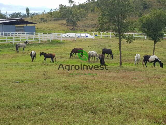 Haras para Venda em Niquelândia - 5