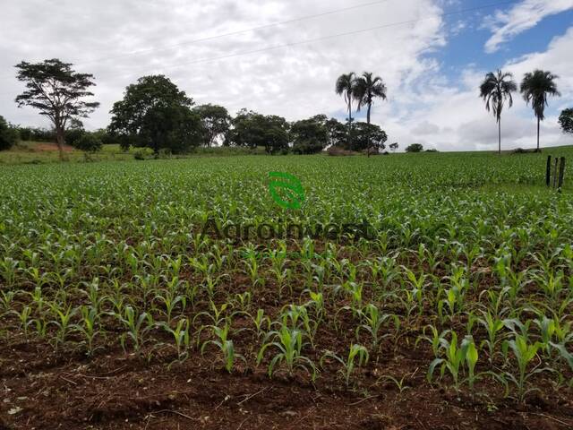 Venda em Zona Rural - Bela Vista de Goiás