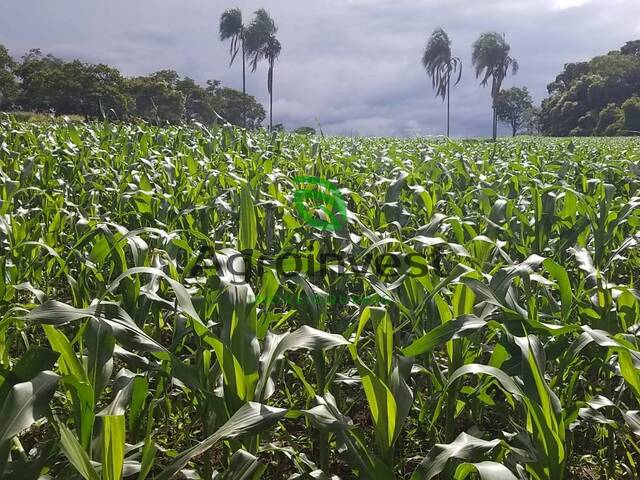 Chácara para Venda em Bela Vista de Goiás - 4